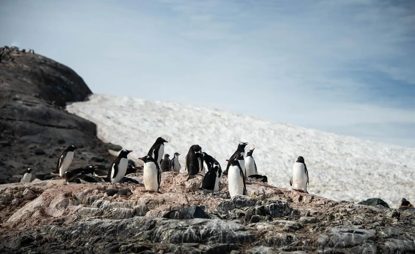 Penguin colony
