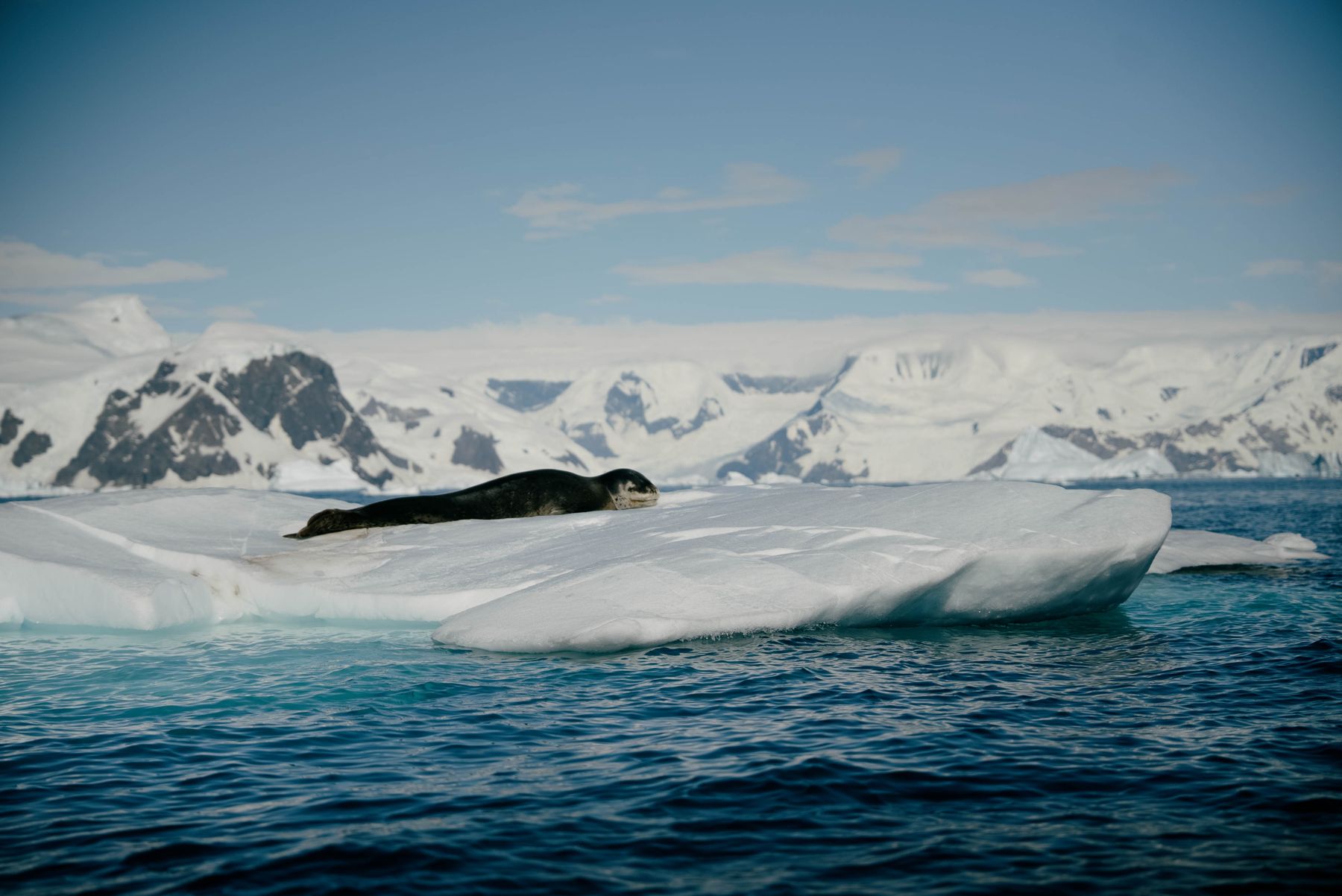 Seal on an iceberg