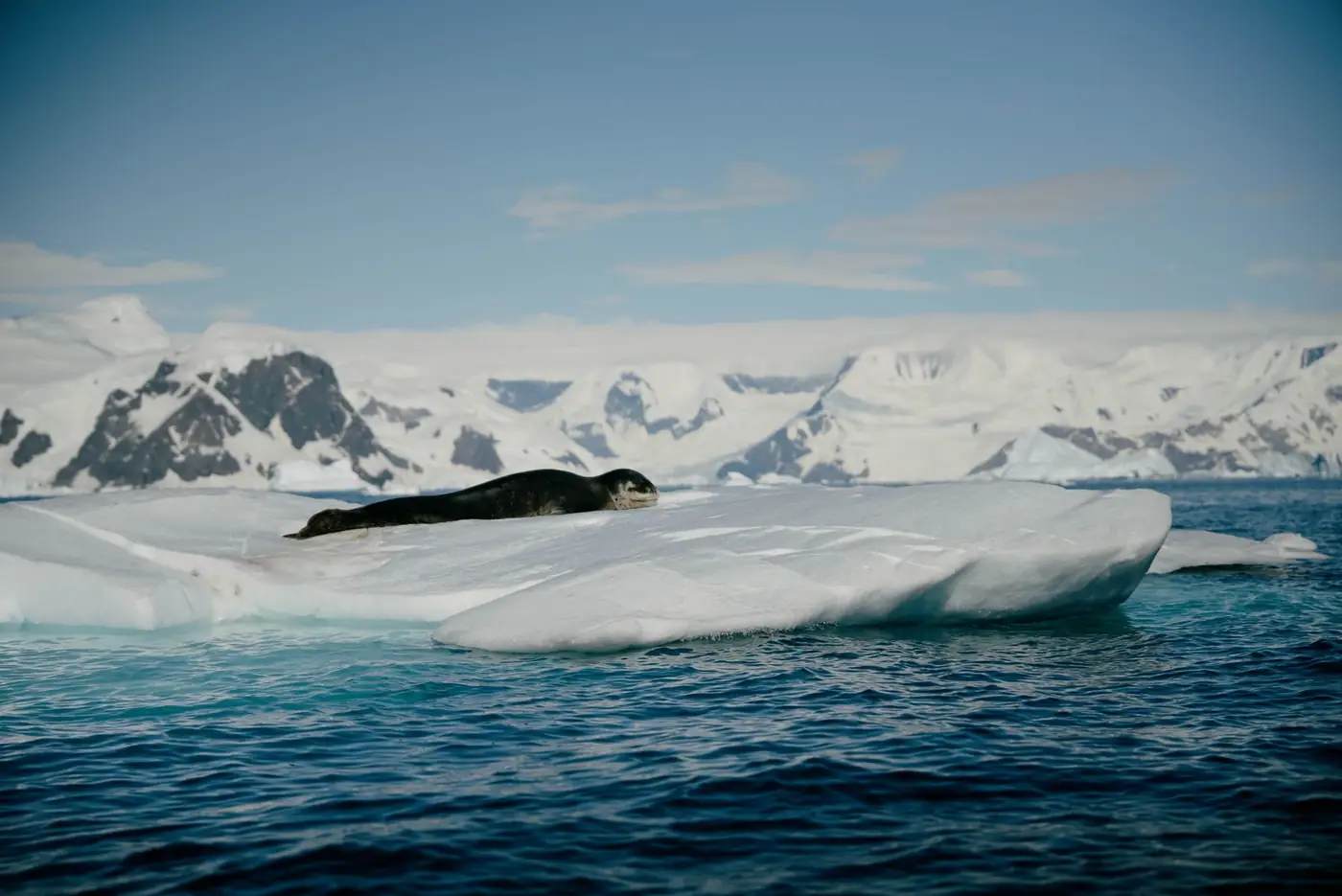 Seal on an iceberg