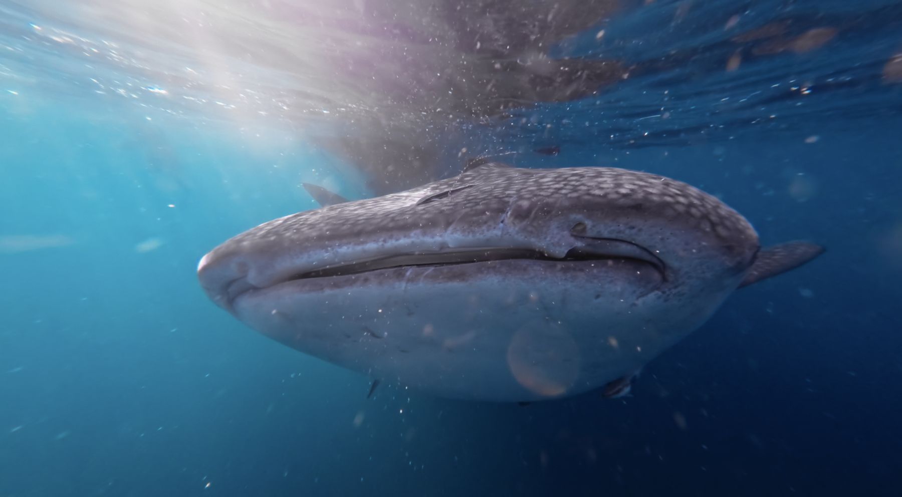 A whale shark rising from the blue