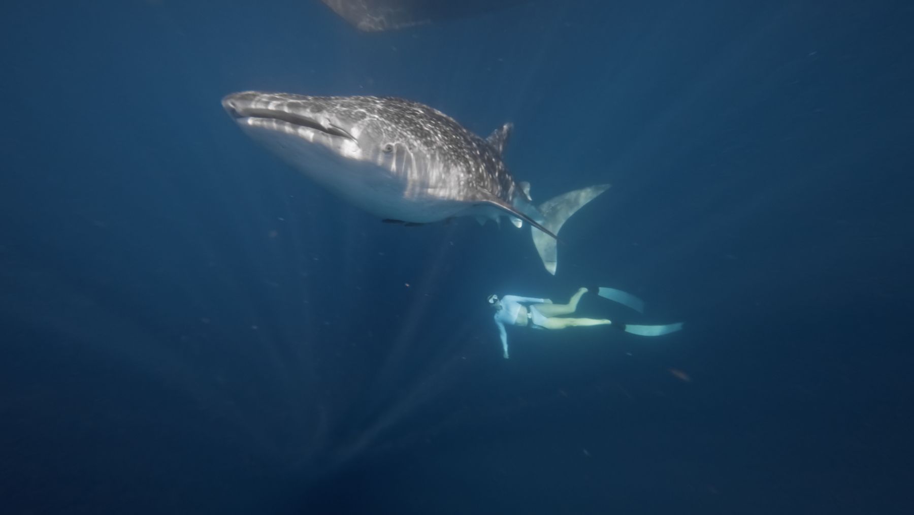 Freediving with a whale shark in remote Indonesia