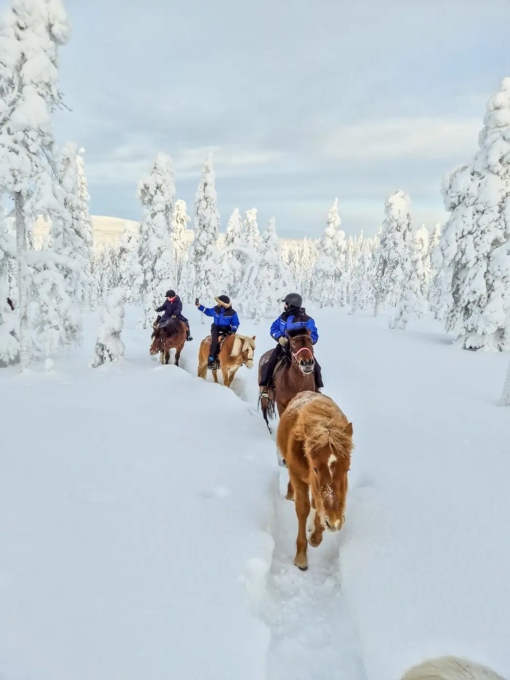Riding through the snow forests of Lapland